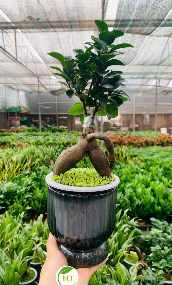 Chậu Si bonsai thuỷ canh