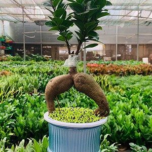 Chậu Si bonsai thuỷ canh