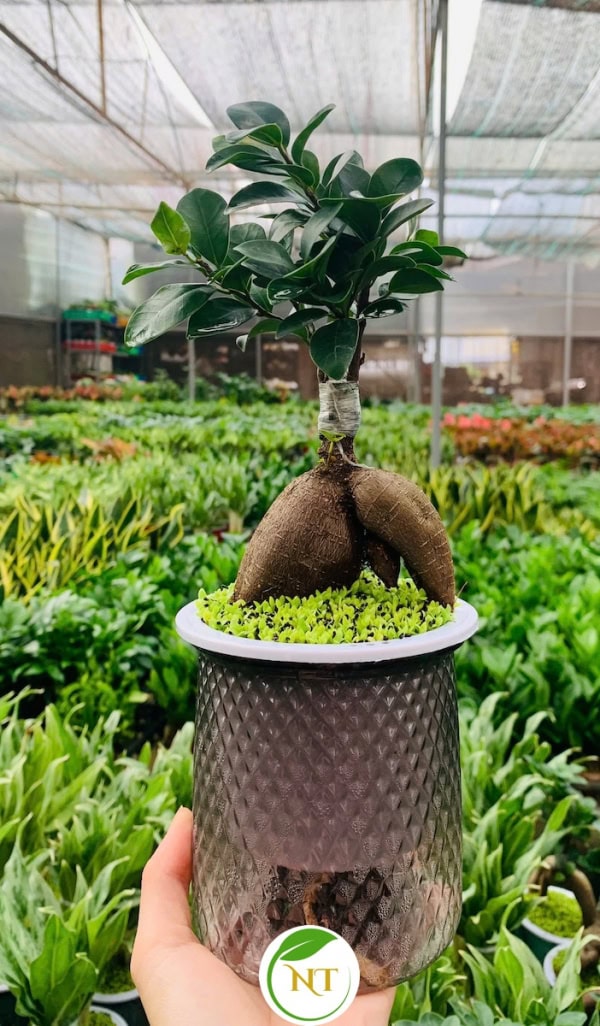 Chậu Si bonsai thuỷ canh