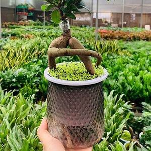 Chậu Si bonsai thuỷ canh