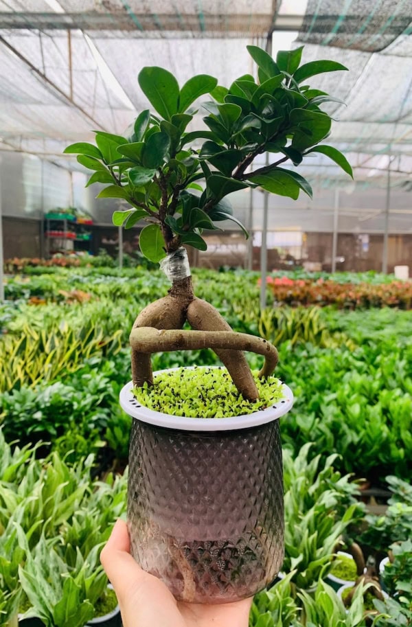 Chậu Si bonsai thuỷ canh