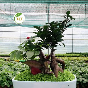 Chậu si bonsai tiểu cảnh hình chữ nhật nền cỏ