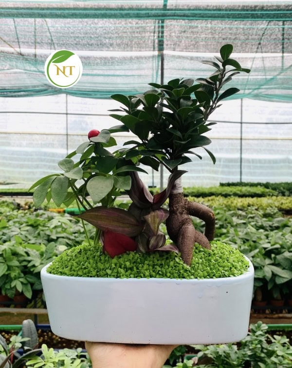 Chậu si bonsai tiểu cảnh hình chữ nhật nền cỏ