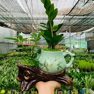 Chậu Kim tiền Tiểu cảnh ấm trà đôi