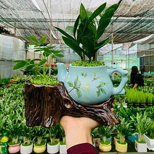 Chậu Kim tiền Tiểu cảnh ấm trà đôi