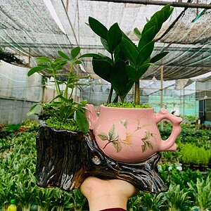 Chậu Kim tiền Tiểu cảnh ấm trà đôi