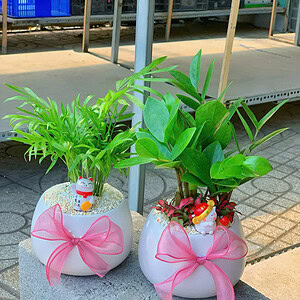 Chậu cây Cau tiểu trâm hạt dẻ nền sỏi