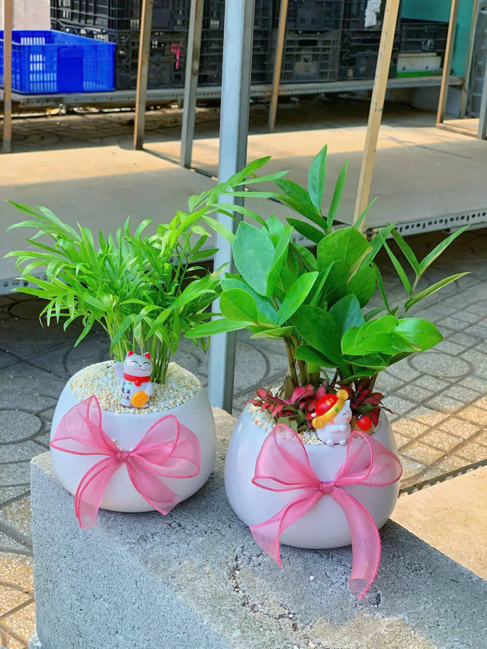 Chậu cây Cau tiểu trâm hạt dẻ nền sỏi