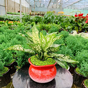 Chậu cây Ngọc ngân hạt dẻ hoa văn nhỏ miệng loe nền cỏ