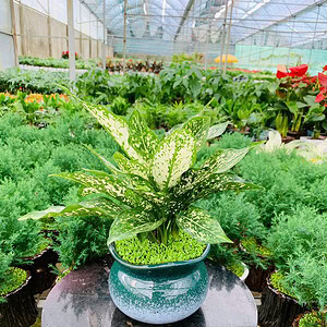 Chậu cây Ngọc ngân hạt dẻ hoa văn nhỏ miệng loe nền cỏ