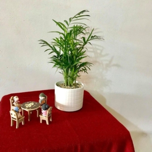 Chậu cây Cau tiểu Trâm trụ kẻ sọc nền sỏi