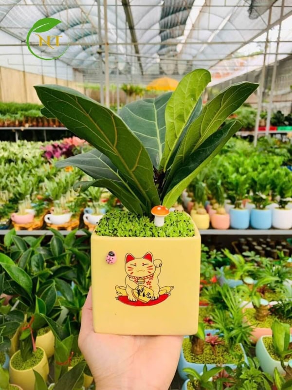 Chậu Bàng singapore chữ nhật hoa văn nền cỏ