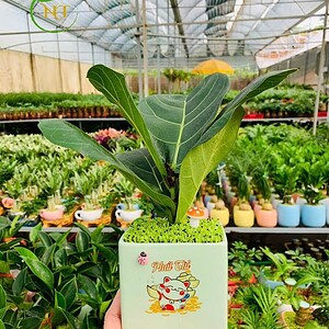 Chậu Bàng singapore chữ nhật hoa văn nền cỏ