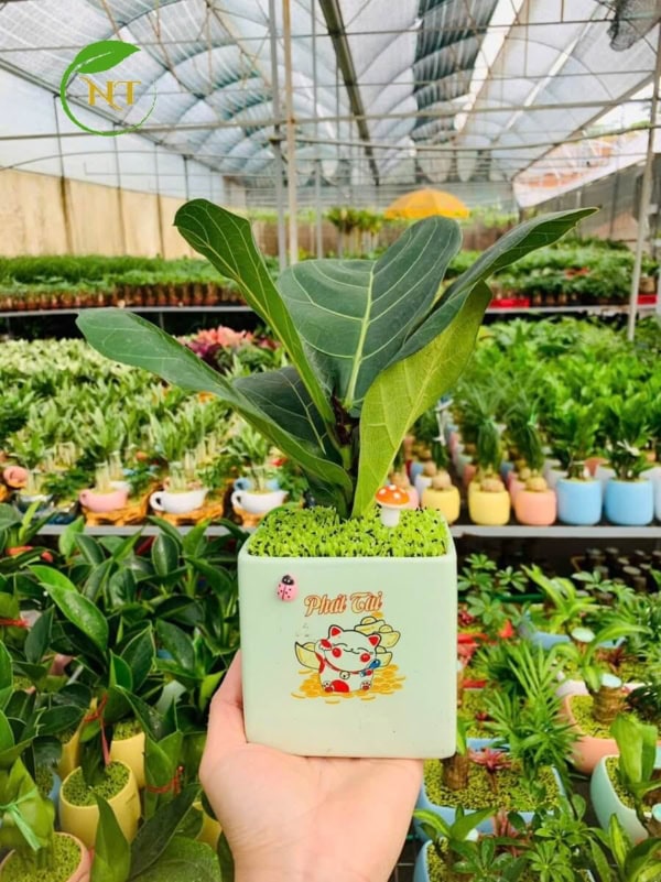 Chậu Bàng singapore chữ nhật hoa văn nền cỏ