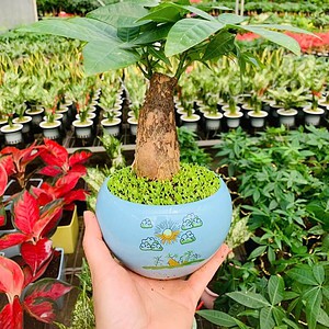 Chậu cây Kim ngân 1 thân bonsai quả hồng hoa văn nền cỏ