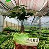 Chậu cây Kim ngân bonsai tiểu cảnh 1 thân lá đôi nền cỏ