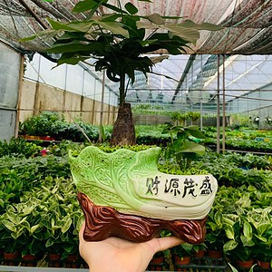 Chậu cây Kim ngân bonsai tiểu cảnh 1 thân lá đôi nền cỏ