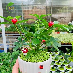Chậu cây Ngũ gia bì dĩa nền cỏ