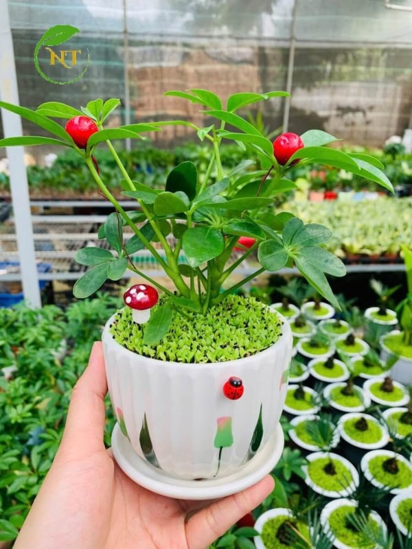 Chậu cây Ngũ gia bì dĩa nền cỏ