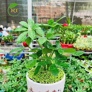 Chậu cây Ngũ gia bì dĩa nền cỏ