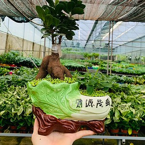 Chậu cây Si bonsai tiểu cảnh lá đôi nền cỏ