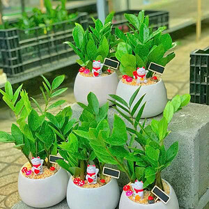 Chậu cây Kim tiền hạt dẻ trơn đẹp