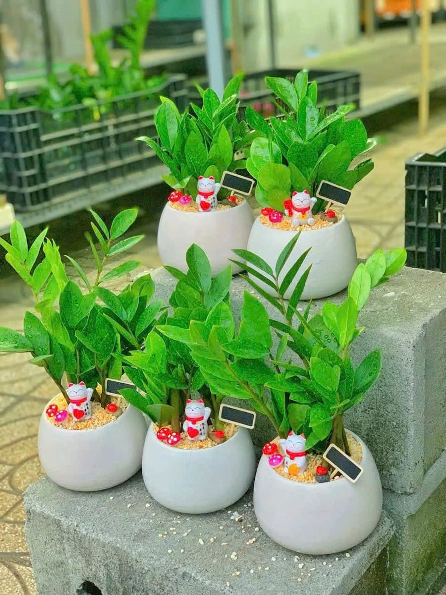 Chậu cây Kim tiền hạt dẻ trơn đẹp