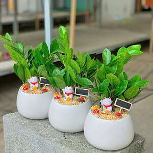 Chậu cây Kim tiền hạt dẻ trơn đẹp