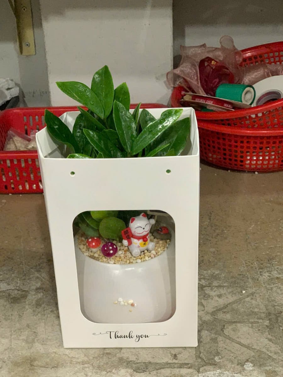 Chậu cây Kim tiền hạt dẻ trơn đẹp