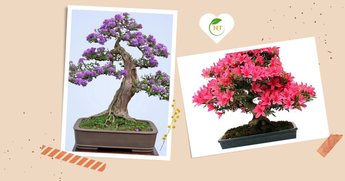 các cây bonsai để bàn làm việc