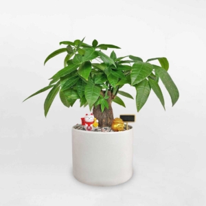 Chậu cây Kim ngân trụ trơn nền sỏi