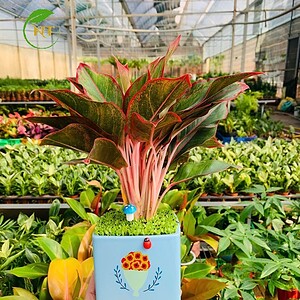 Chậu cây Phú quý chữ nhật hoa văn nền cỏ