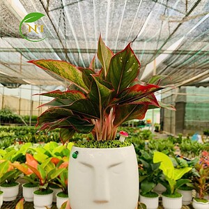 Chậu cây Phú quý mặt người nền cỏ