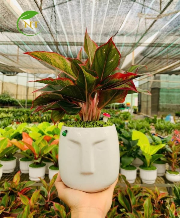 Chậu cây Phú quý mặt người nền cỏ