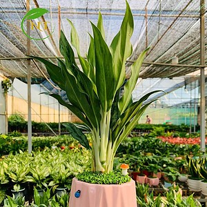 Chậu cây Giữ tiền Kim cương nền cỏ