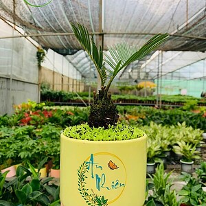 Chậu Cây vạn tuế trụ cao hoa văn nền cỏ