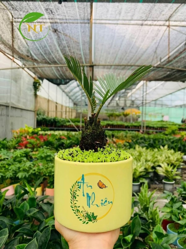 Chậu Cây vạn tuế trụ cao hoa văn nền cỏ