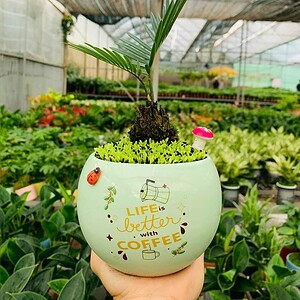Chậu Cây vạn tuế trứng hoa văn nền cỏ