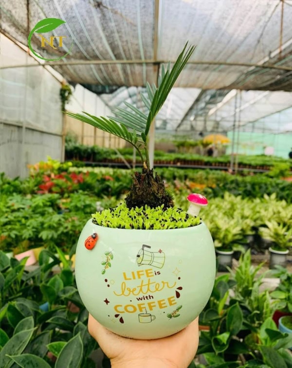 Chậu Cây vạn tuế trứng hoa văn nền cỏ