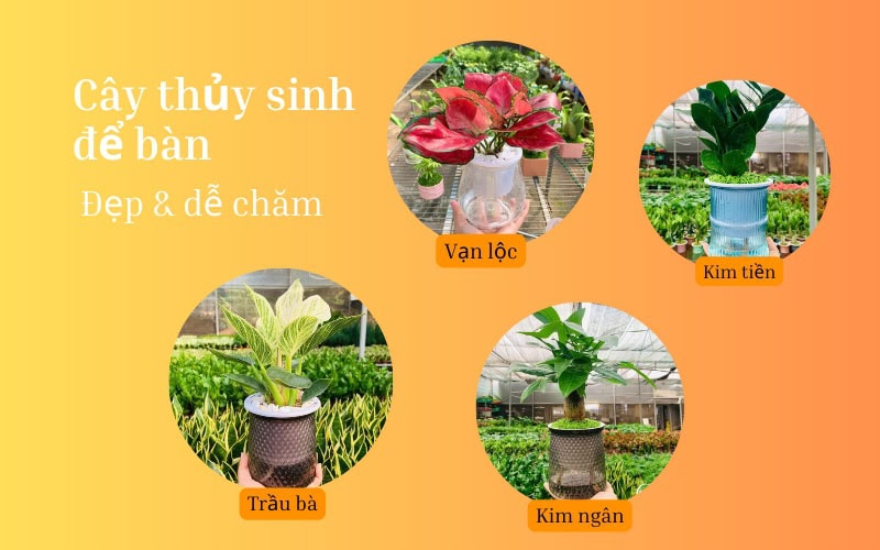 Các loại cây thủy sinh phổ biến