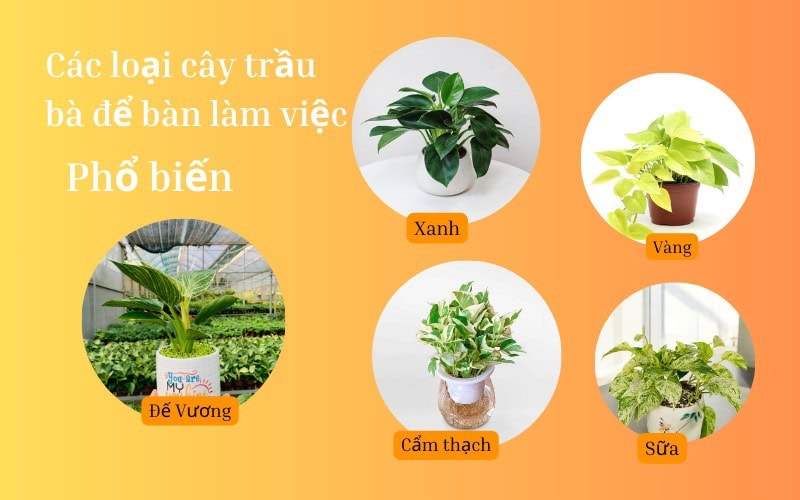 Các loại cây trầu bà để bàn làm việc phổ biến