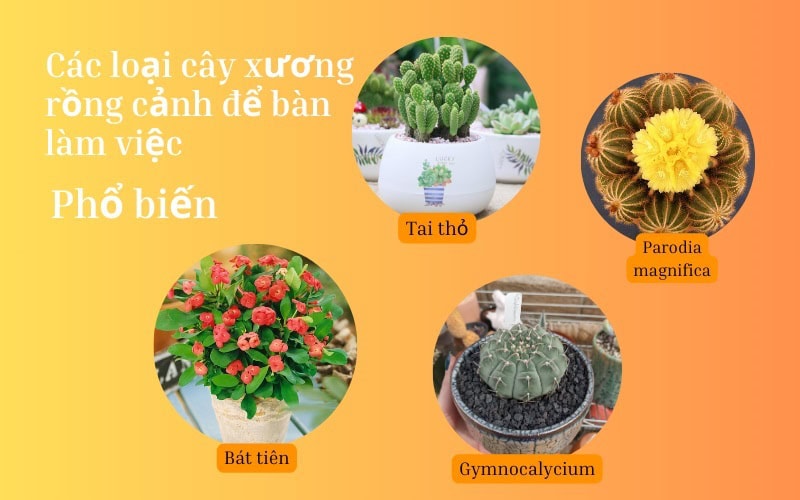 Các loại cây xương rồng cảnh để bàn làm việc phổ biến