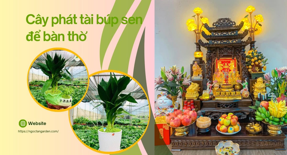 Cây phát tài búp sen để bàn thờ