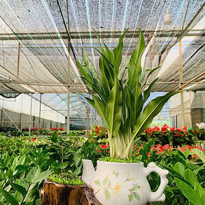 Chậu cây Ấm giữ tiền ấm trà tài lộc hoa văn nền cỏ