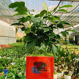 Chậu cây Hạnh phúc chữ nhật hoa văn nền cỏ