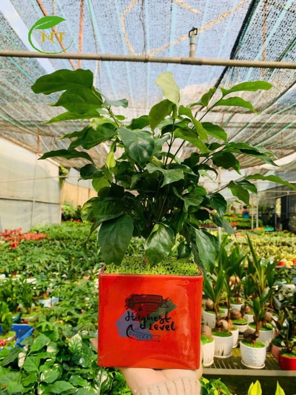 Chậu cây Hạnh phúc chữ nhật hoa văn nền cỏ