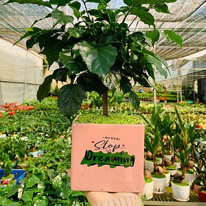 Chậu cây Hạnh phúc chữ nhật hoa văn nền cỏ