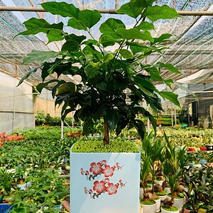 Chậu cây Hạnh phúc chữ nhật hoa văn nền cỏ