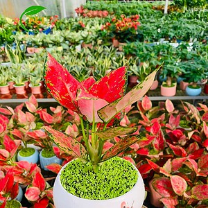 Chậu cây Vạn lộc thái hạt dẻ hoa văn nền cỏ trắng