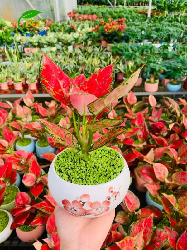 Chậu cây Vạn lộc thái hạt dẻ hoa văn nền cỏ trắng
